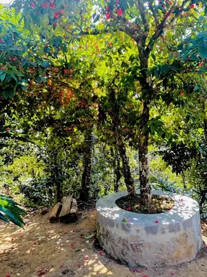 a tree in a concrete pot with apples on it at Cardamom Garden Homestay Meppadi Wayanad in Meppādi