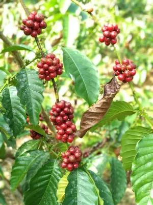 a bunch of red berries on a tree with leaves at Coffee View Holiday Homes in Thirunelli