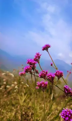 a group of purple flowers in a field at Cocoon Creek in Kodaikānāl