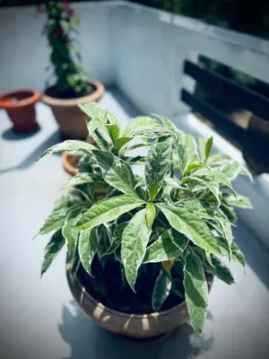 a potted plant sitting on top of a table at Anya Retreats Nature Homestay in Kushālnagar