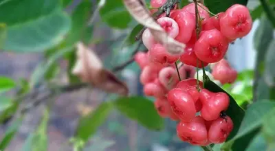 a bunch of red berries hanging from a tree at Mamalakandam - Egg House - in Diya Homestay in Mamalakandam