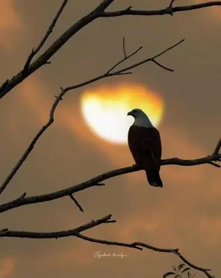 a bird sitting on a tree branch with the sun in the background at Kadingis homestay and eco tourism in Kadalundi