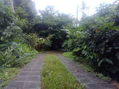 a path in the middle of a banana plantation at Vanilla Farms in Koroth