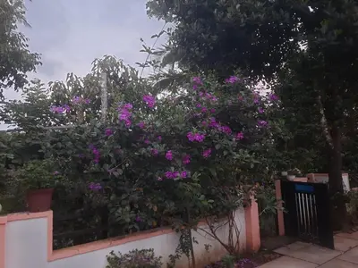 a bush with purple flowers on a fence at Ophel Homestay, 7 Bed Heritage Home in Mananthavady