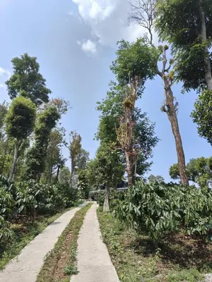 a dirt road with trees on the side at Ranches & Kennels 2BR Coorg in Kushālnagar