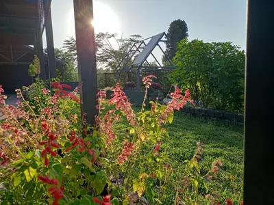 a garden with red flowers in the grass at Hidden Haven 1BR Coorg in Kushālnagar