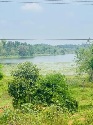 a tree in a field with a lake in the background at ROYAL HOLIDAY HOMe in Ambalavayal