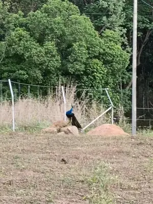 a blue bird standing on top of some rocks at Casablanca Resort in Kanthalloor