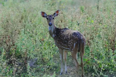 a deer standing in the middle of a field at Casablanca Resort in Kanthalloor
