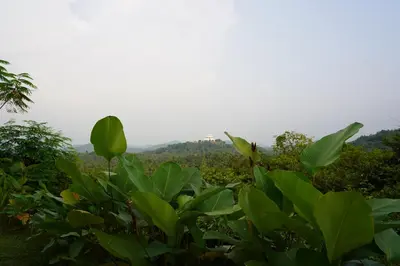 a field of green plants with mountains in the background at Room Suvira at Samava Farms Calicut in Kozhikode