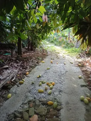 a road covered in fruit on the ground at Vanillafarms in Wayanad