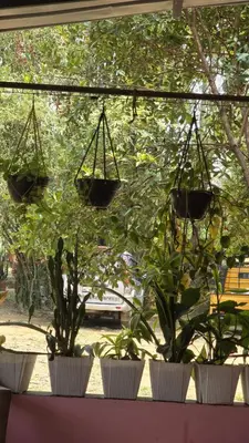 a group of potted plants inront of a window at Coffeeisland vintage stay in Meenangadi