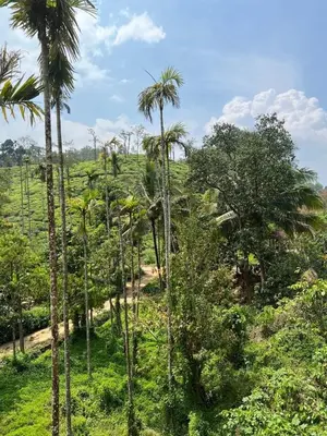 a group of palm trees in a field at Mynakam - A peaceful escape in Vythiri
