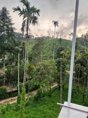 a view of a lush green forest with palm trees at Mynakam - A peaceful escape in Vythiri
