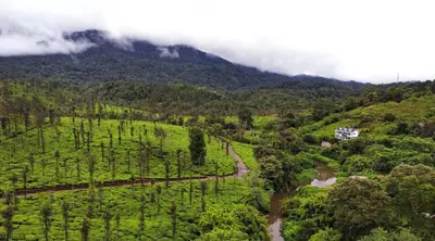 an aerial view of a forest with a river at White Fort Holiday Home in Vythiri