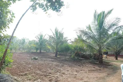a group of palm trees in a field at Maitree Serenity Farm Stay