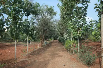a dirt road in a field with trees at Maitree Serenity Farm Stay