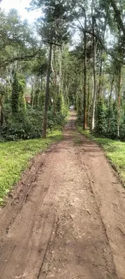 a dirt road in the middle of a field with trees at coorg Namana homestay in Suntikoppa