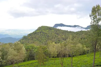 a green hill with trees and clouds in the background at Ibex Resorts, Coonoor - Tapas in Yedapalli