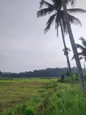 two palm trees in a field of grass at Jacob's Homestay in Wayanad