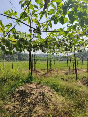 a bunch of apples on a tree in a field at Jacob's Homestay in Wayanad