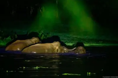 two elephants swimming in the water at night at Tusker Inn Forest Lodge in Pulpally
