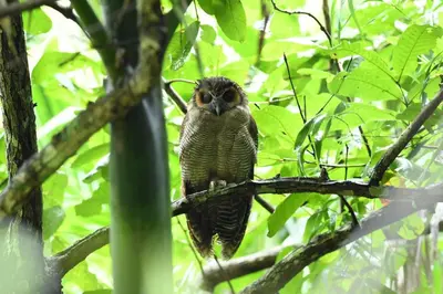 an owl is sitting on a tree branch at Tusker Inn Forest Lodge in Pulpally