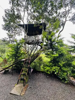 a tree house with a ladder in a tree at Greenery Holiday Homes in Meppādi
