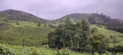 a tree on a hill with two mountains in the background at HILL view ooty HOME Stay in Coimbatore