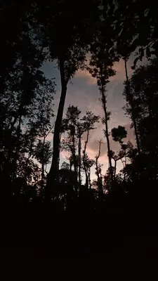 a group of trees in front of a sunset at Calm Ville in Ponnampet