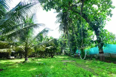 a yard with palm trees and a swing at Lucky Escape Adda in Hullahalli