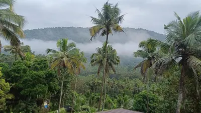 a view of a jungle with palm trees and a mountain at Pavans Rainy Days Home Stay in Athirappilly