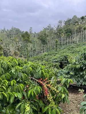 a field of tobacco plants with trees in the background at Wayanad Midnight Farmhouse in Sultan Bathery