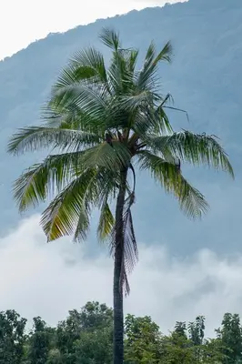 a palm tree with a mountain in the background at Seethavanam Farmstay at Forest Edge in Kollengode