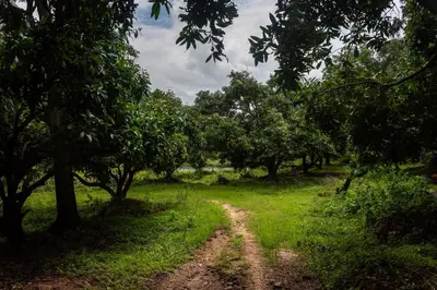 a dirt road in the middle of a field with trees at Seethavanam Farmstay at Forest Edge in Kollengode