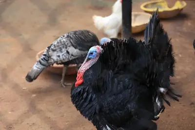 two turkeys standing next to each other on the ground at Vara Farm in Kanakapura