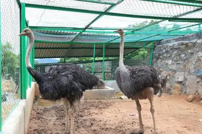 two ostriches standing next to each other in a cage at Vara Farm in Kanakapura