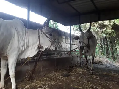 two cows are tied up to a water trough at SriMahi Farmhouse in Agali