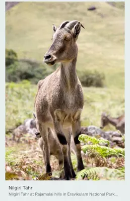 a goat is standing in a field at Munnar Mountain view cottage in Munnar
