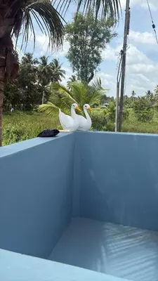 two white birds sitting on top of a roof at Lakshminarayanappa Niwasa in Channapatna