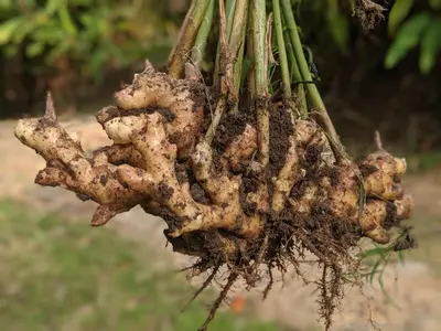 a close up of the roots of a plant at Tranquil Resort - Blusalzz Collection, Wayanad - Kerala in Ambalavayal