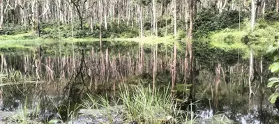 a reflection of trees in a body of water at Coorg Namana homestay in Suntikoppa