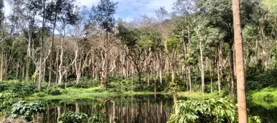 a forest with a body of water and trees at Coorg Namana homestay in Suntikoppa