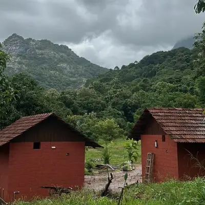 Jungle Homes