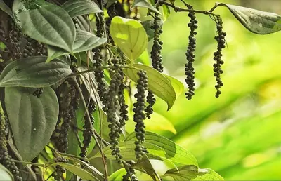 a bunch of black berries hanging from a tree at Pepper Nut Homestay in Thattakād