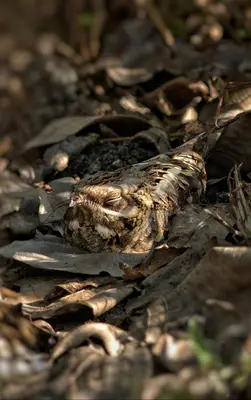 a dead bird laying on leaves on the ground at Pepper Nut Homestay in Thattakād