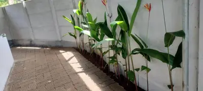 a row of plants against a wall at Little home Apartment 1 in Tāzhekkod