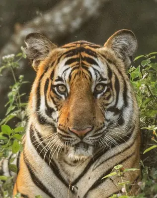 a close up of a tiger looking at the camera at Trumpet Deck 3BHK Container Home in Kutta