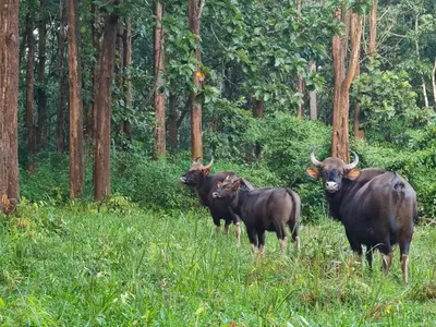 three cows standing in the grass in a forest at Trumpet Deck 3BHK Container Home in Kutta