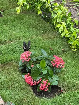 a bunny sitting on top of a plant with pink flowers at Misty huts home stay in Madikeri